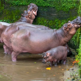 KELAHIRAN ANAK BADAK AIR DAN 16 EKOR KURA-KURA SULCATA DI ZOO TAIPING & NIGHT SAFARI